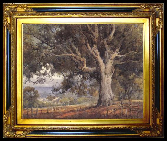 framed  unknow artist Oak Tree, Ta015-2
